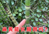 麻黄的功效与作用与主治,麻黄的功效与作用与主治现代药理学研究