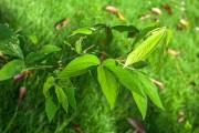 植物药材,植物药材大全名称及图片