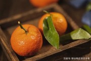 陈皮是什么果子的皮橘子,陈皮是什么橘子皮还是橙子皮