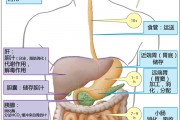 食物通过胃肠道各部位的大致时间及某些事情的个人推测