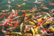 鱼类肠炎怎么预防？