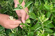 金银花种植效益如何金银花种植效益