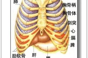 内脏器官图片,内脏器官图