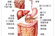 好肠胃,肠胃不好吃什么水果