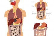 什么东西有助于肠道消化？