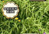 金银花现在最新价格,金银花最新价格表