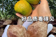 陈皮有什么作用和功效呢,陈皮有什么作用和功效