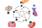 人的五脏六腑的功能以及作用,人的五脏六腑