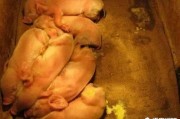出生几天的小猪得了传染性胃肠炎应该怎么治？