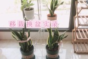 玉竹兰葛茶说明书玉竹兰葛茶