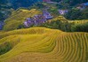 梅州雁南飞茶田度假村,梅县雁南飞茶田度假村现状