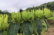 金银花的移栽技术金银花的移栽时间和方法