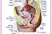 人体器官图左侧肋骨下方人体器官图