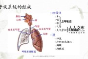 上呼吸道,上呼吸道过敏反应