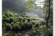 龙井问茶,龙井问茶在哪里