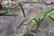 白花蛇舌白花蛇舌草