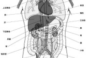 女性人体器官左下腹疼女性人体器官分布图