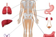 人体器官图,人体器官图左侧肋骨下方