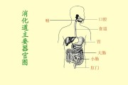 肠胃消化怎样判断自己肠胃不好