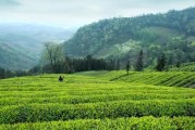 碎铜茶的毒性有多强,碎铜茶