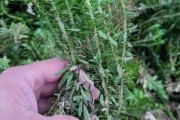 岩白菜一次吃几片岩白菜