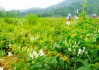 金银花植物图片高清图片金银花植物图片