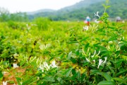 金银花植物图片高清图片金银花植物图片