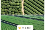 中茶108,中茶108品种介绍