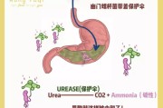 关于幽门螺旋杆菌治疗需要多少钱的信息