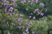 紫荆紫荆树