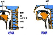 喉癌的早期症状及表现喉