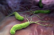 幽门螺旋杆菌是真菌吗,幽门螺旋杆菌是否有传染性