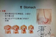 胃疼和肝疼对照图片胃在身体哪个位置