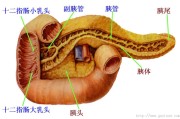 异位胰腺异位胰腺可以一辈子没事吗