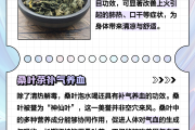 桑叶的功效与作用,桑叶的功效与作用吃法