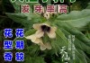 天仙子：神秘植物的“催情”传说与科学探索