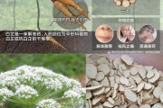 茯苓白芷的功效与作用茯苓白芷是什么