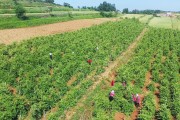 金银花生产基地哪里规模大质量好联系电话金银花生产基地