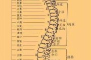 脊柱侧弯怎么矫正脊柱