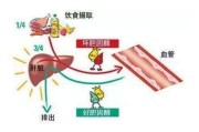 胆固醇偏高对身体有什么影响胆固醇偏高对身体有什么影响甘油三酯