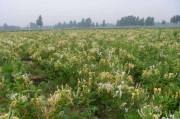 金银花基地金银花种植基地