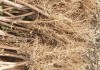 金银花种植技术及亩收益,金银花种植技术详细资料