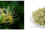 金银花对新冠有用吗,金银花的功效与作用新冠