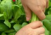 菘菜的功效与作用菘菜