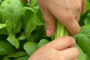 菘菜的功效与作用菘菜
