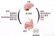 肠道为什么戏称是人体第二大脑？