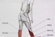 小腿肌肉明显，跳减肥操会不会变得更严重？