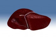 肝的功能主要是什么,肝脏