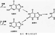 嘌呤是怎么产生的嘌呤代谢紊乱