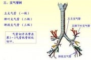 气管气管不好怎么调理